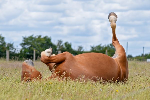 The Suffolk Punch Trust