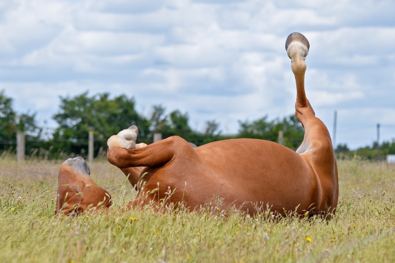 The Suffolk Punch Trust
