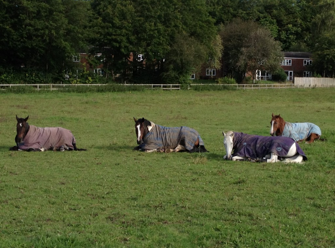 The Warminster Saddle Club