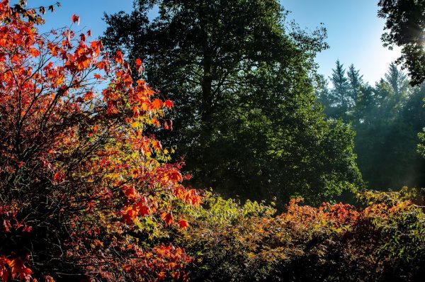 The Yorkshire Arboretum