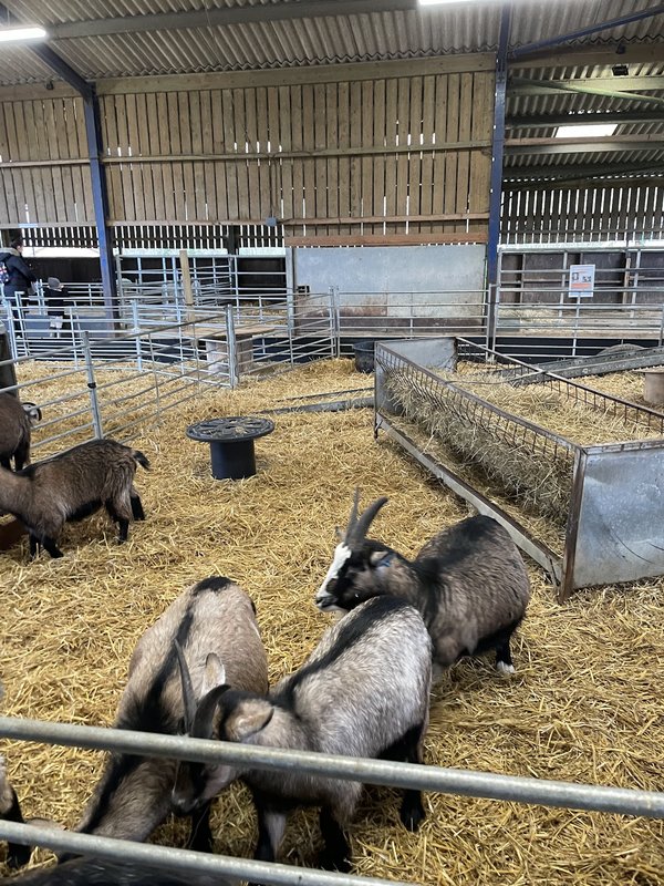 Thrift Farm