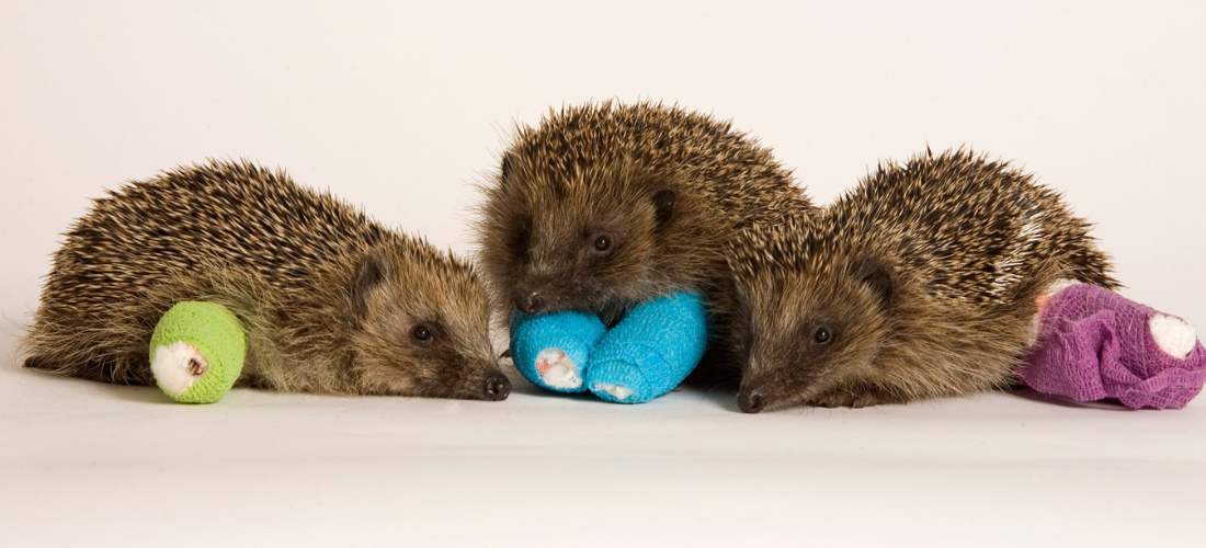 Tiggywinkles Wildlife Hospital Visitor Centre