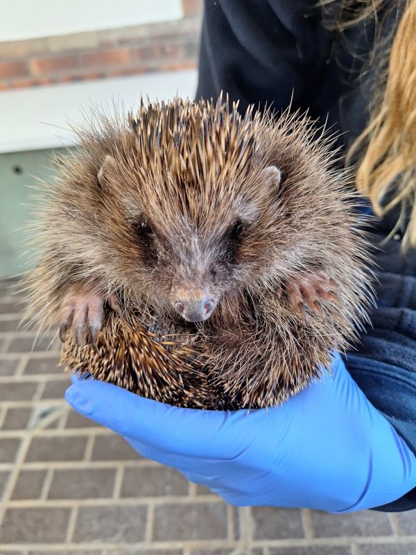 Tiggywinkles Wildlife Hospital Visitor Centre