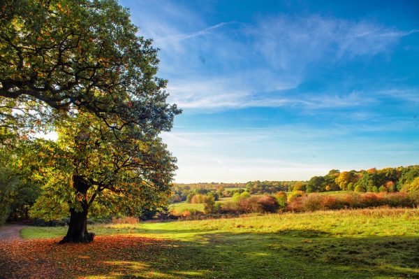 Trent Park Enfield