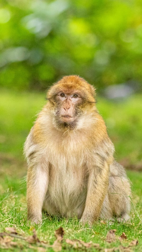 Trentham Monkey Forest