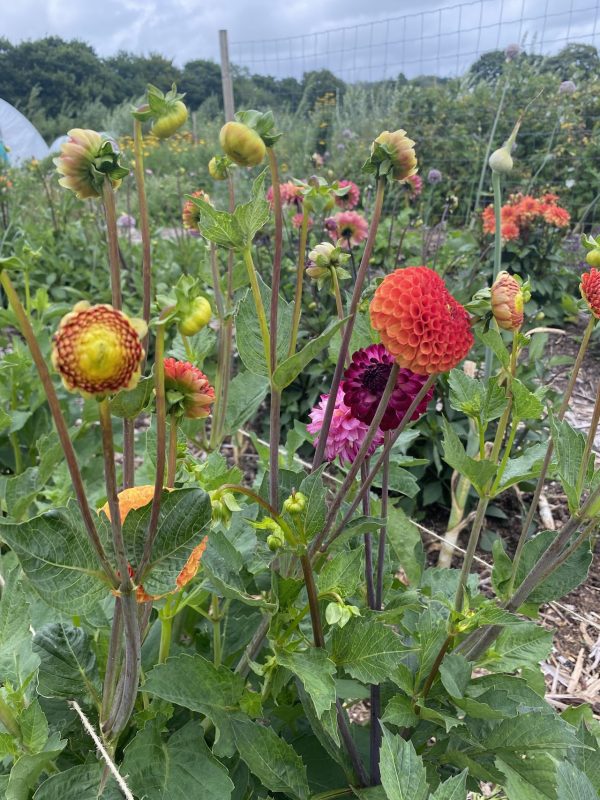 Trigon Farm