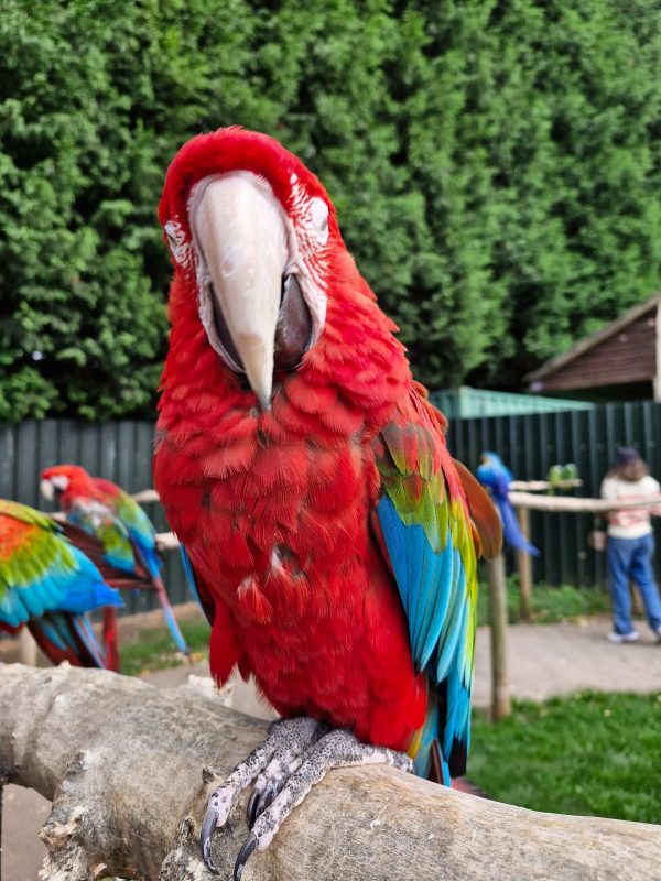 Tropical Birdland