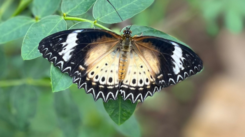 Tropical Butterfly House
