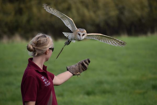 TWO Bird Experiences