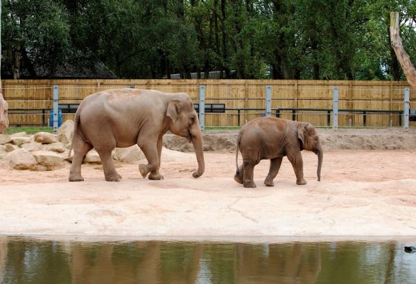 Twycross Zoo