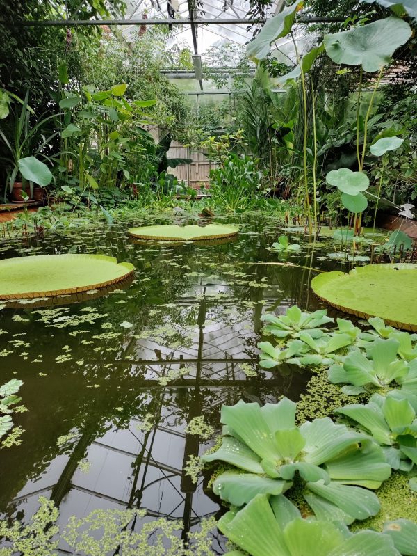 University of Bristol Botanic Gardens