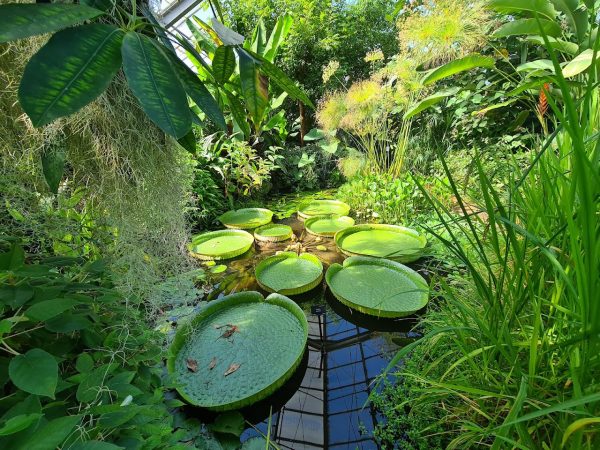 University of Dundee Botanic Garden