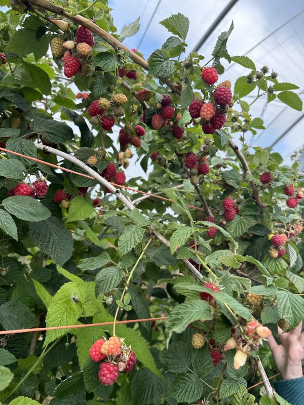 Vale Pick Your Own
