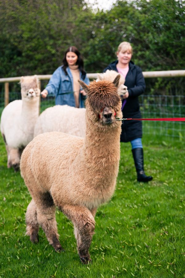 Vallets Farm Barn Alpaca Walks