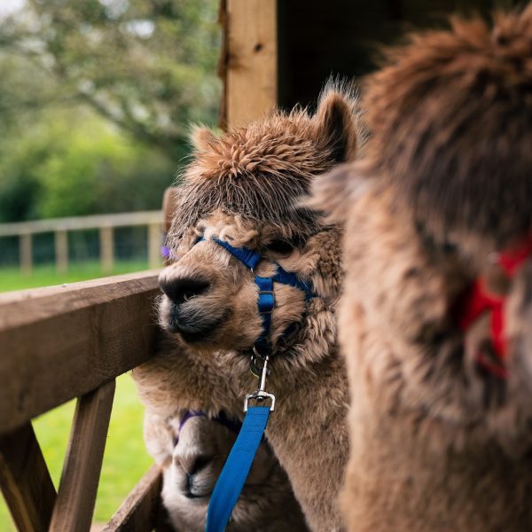 Vallets Farm Barn Alpaca Walks