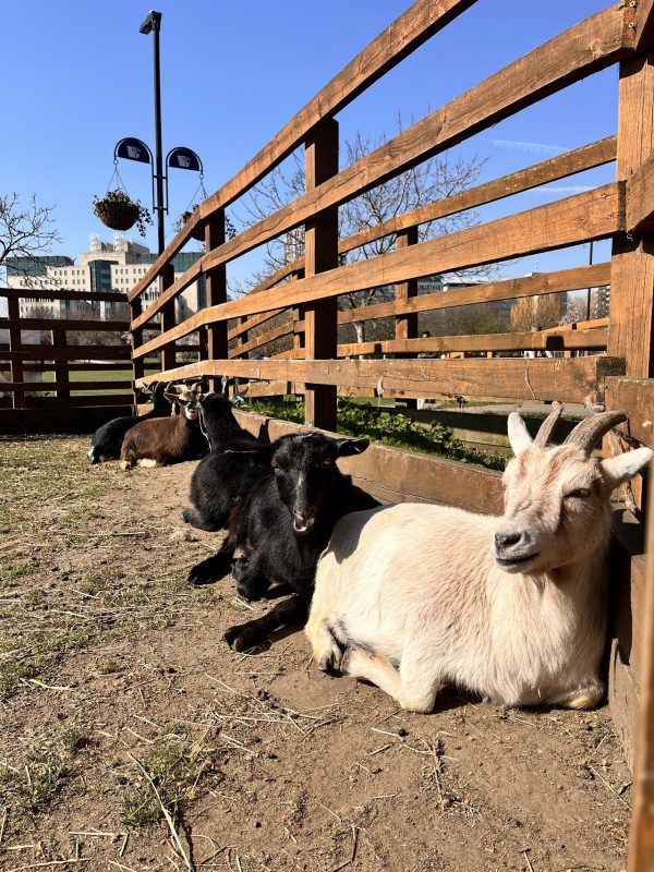 Vauxhall City Farm