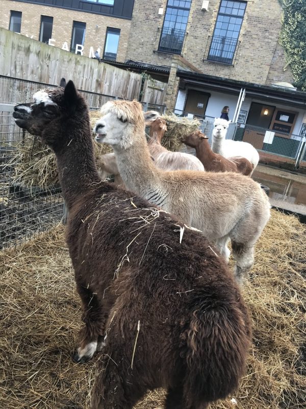 Vauxhall City Farm