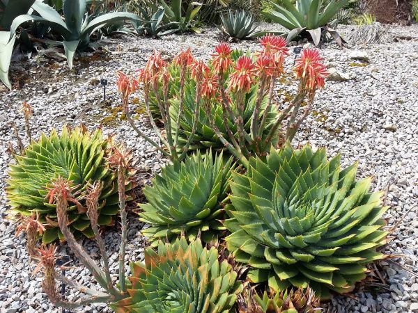 Ventnor Botanic Gardens
