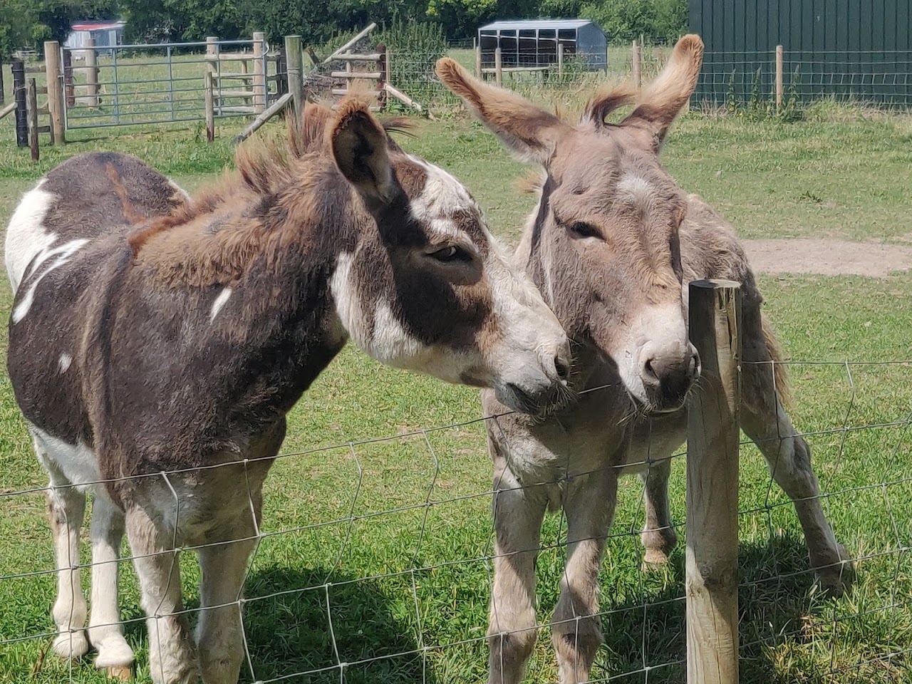 Walnut Tree Farm Park