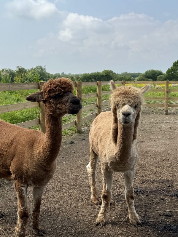 Walnut Tree Farm Park