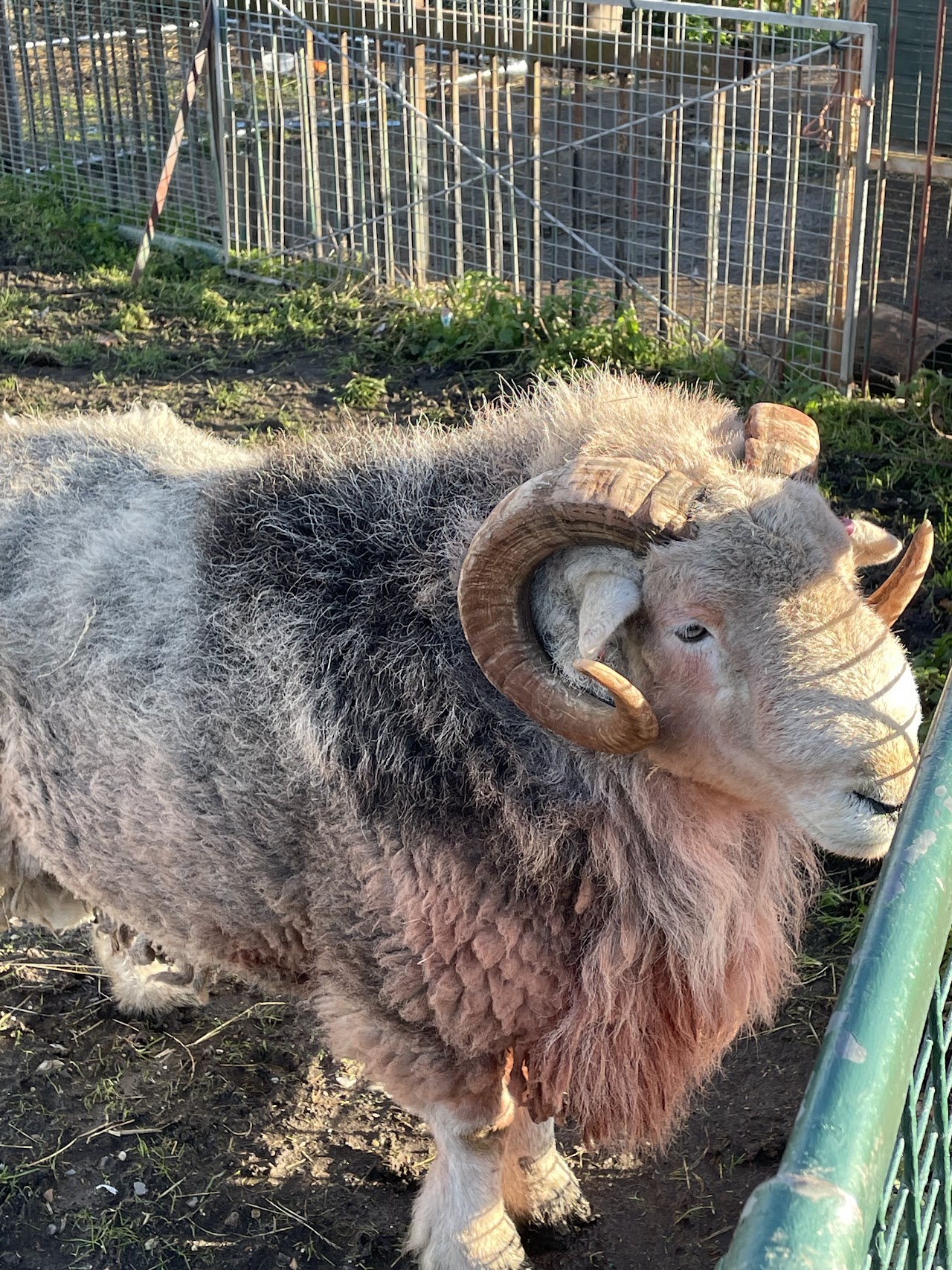 Wellgate Community Farm