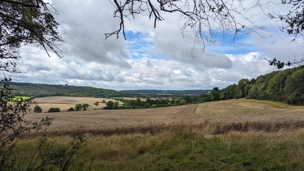 Wendover Woods