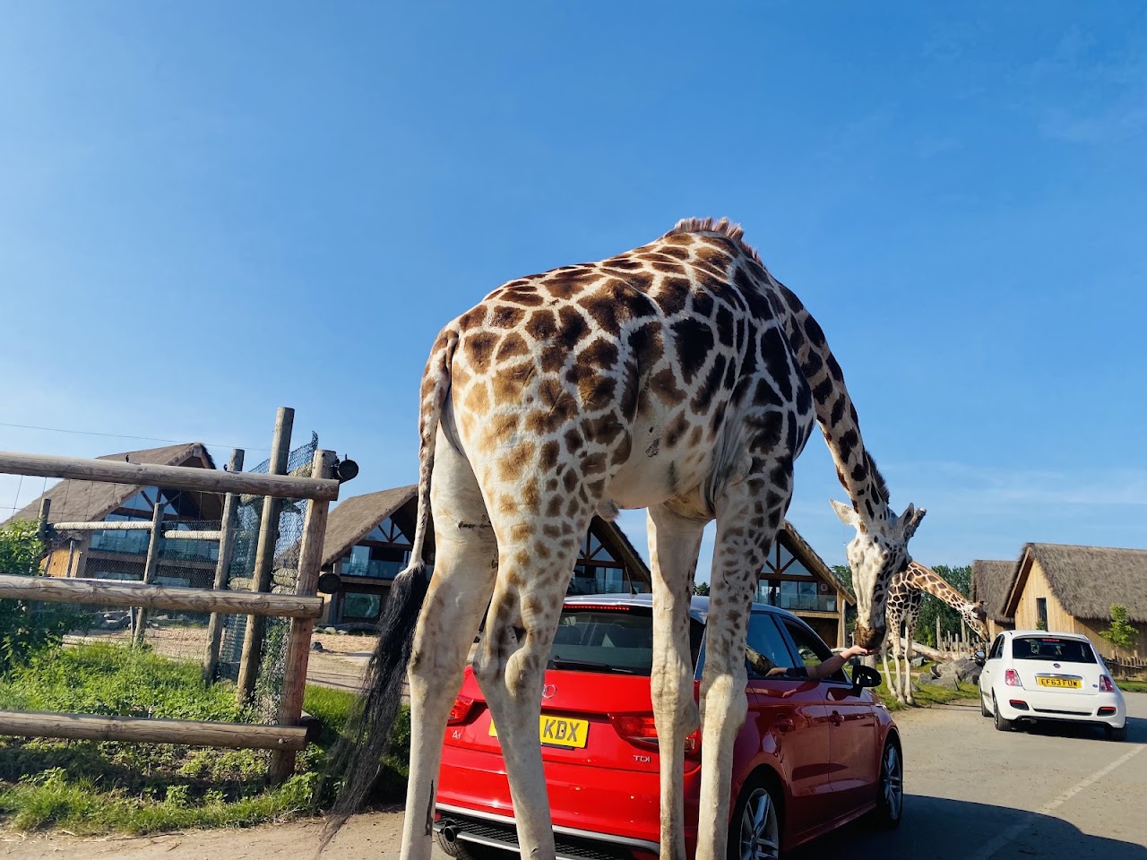 West Midlands Safari Park
