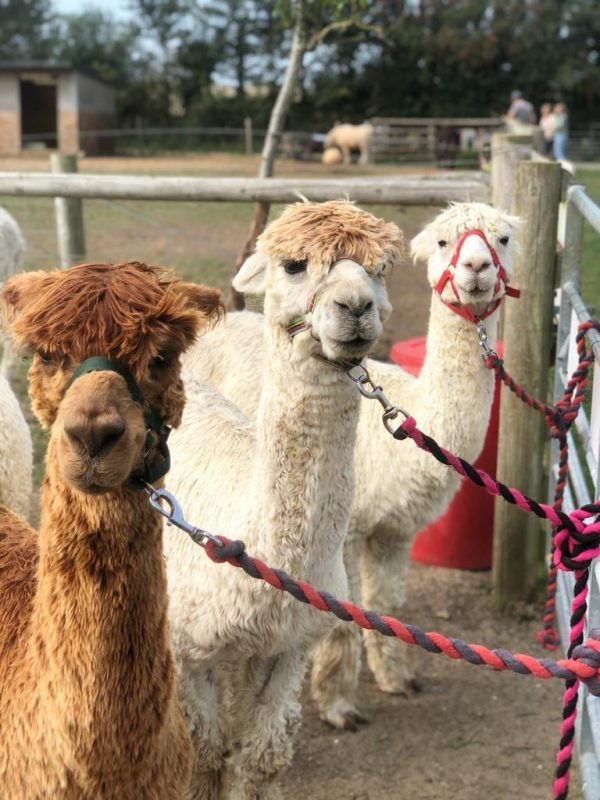 West Wight Alpacas