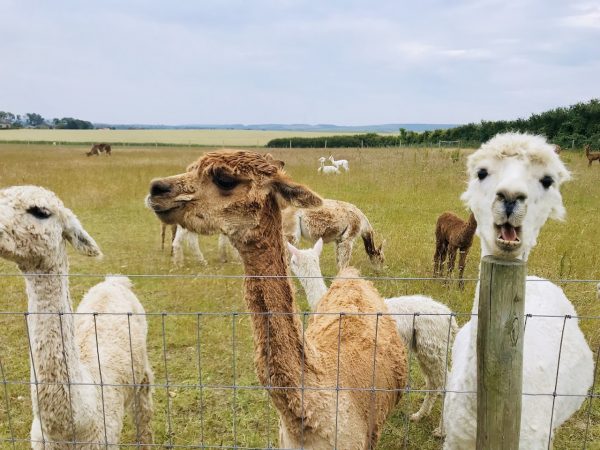 West Wight Alpacas