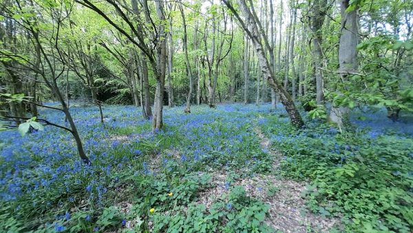 Wheata Woods
