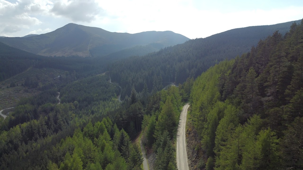 Whinlatter Forest