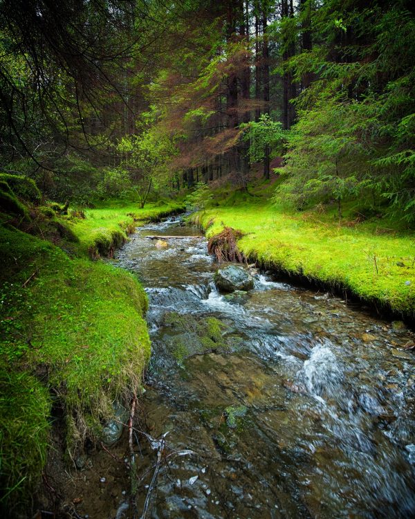 Whinlatter Forest