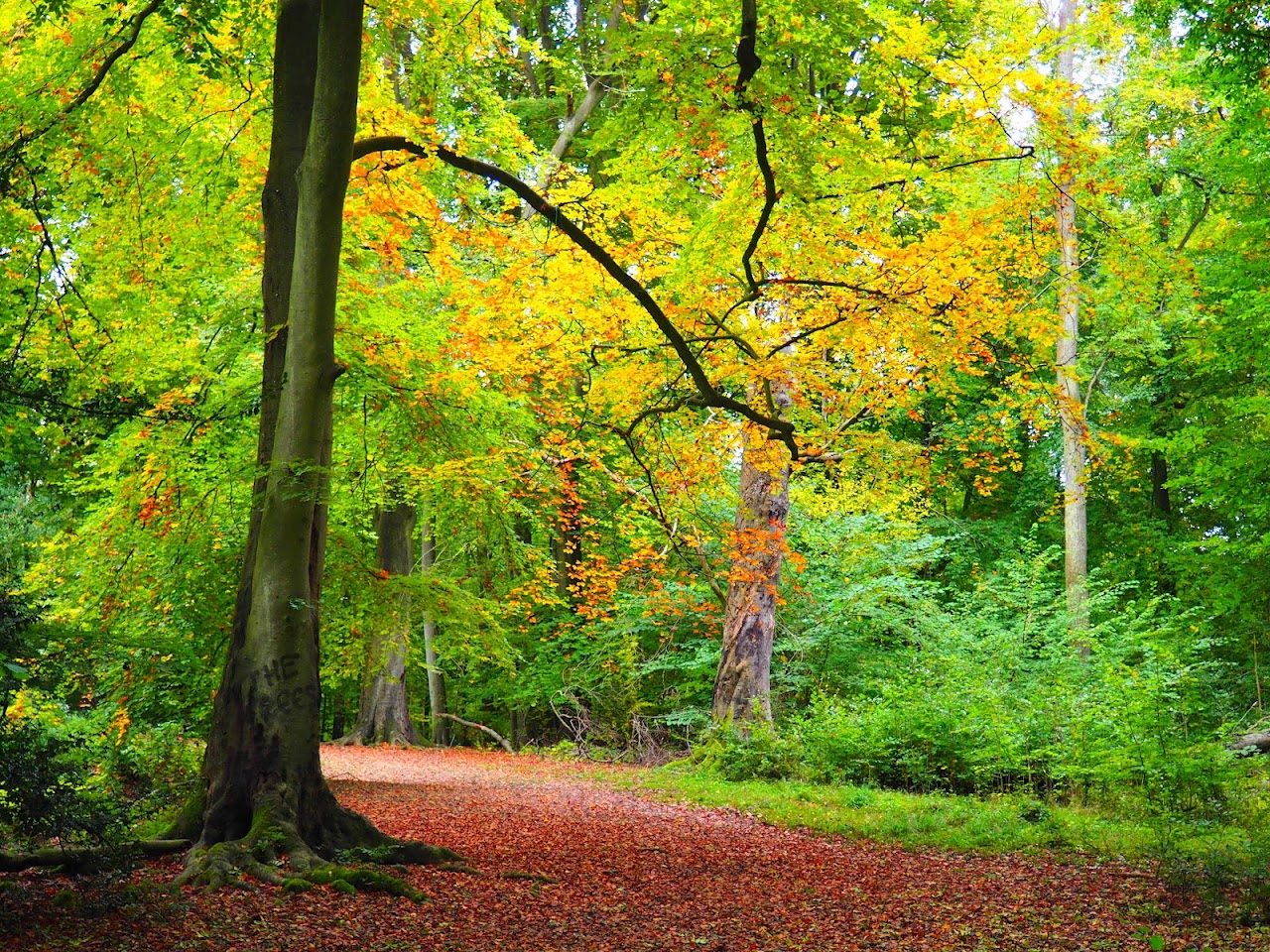 Whippendell Woods