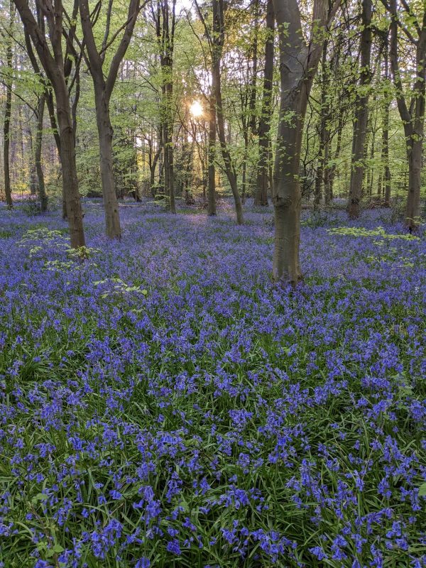 Whippendell Woods