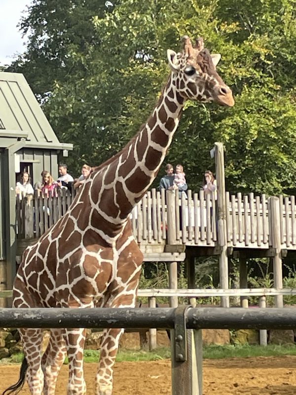 Whipsnade Zoo
