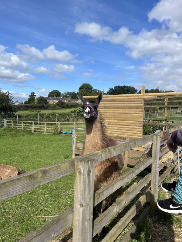 Wigfield Farm