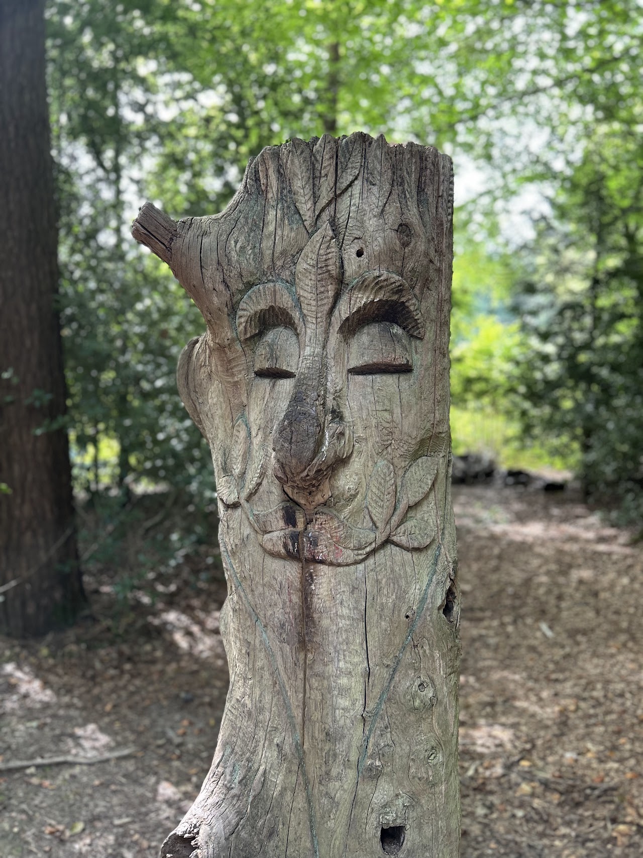 Wilderness Wood