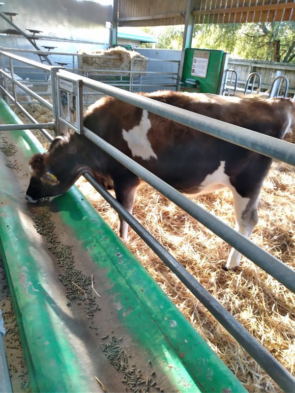 Willows Activity Farm