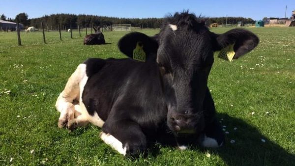 Willows Animal Sanctuary