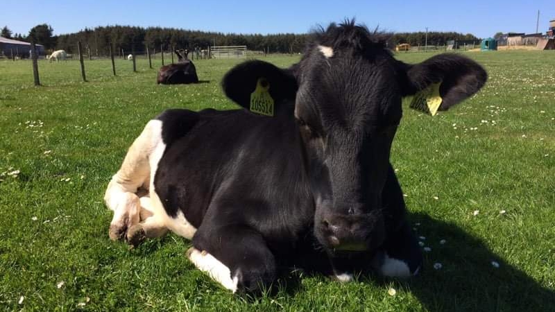Willows Animal Sanctuary
