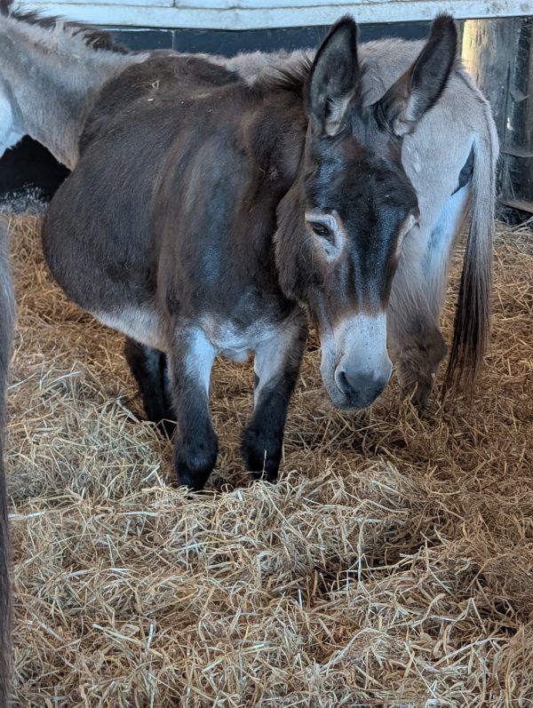 Willows Animal Sanctuary