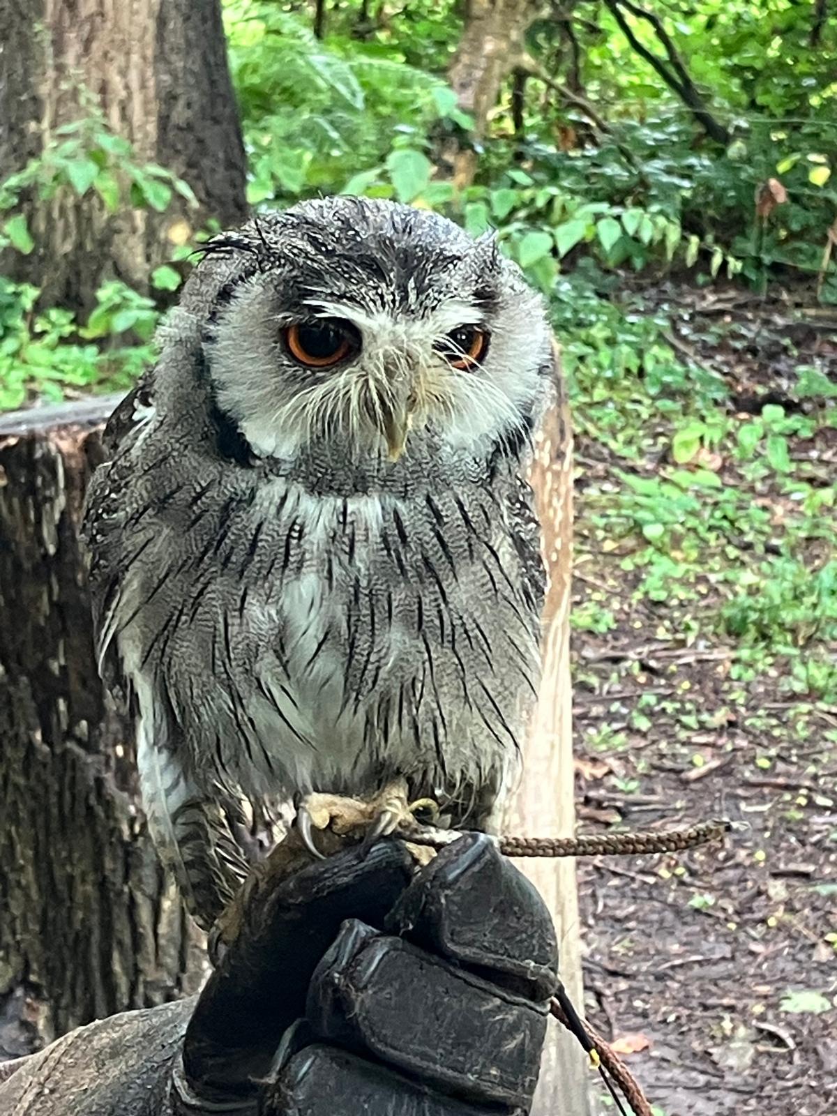Willows Bird of Prey Centre