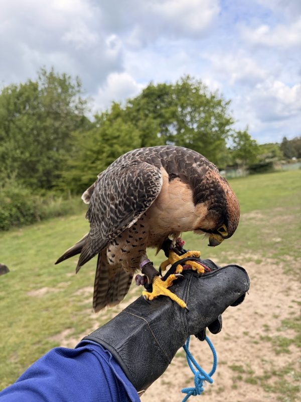 Willows Bird of Prey Centre