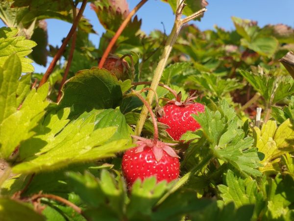 Willows Farm Fruit