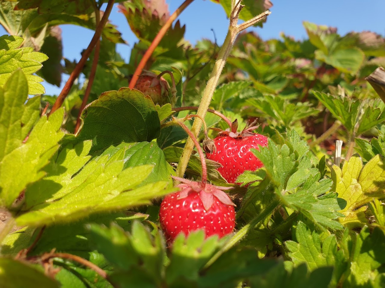 Willows Farm Fruit