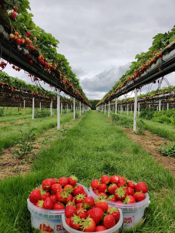 Willows Farm Fruit