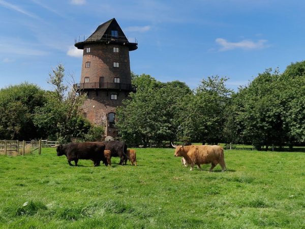 Windmill Animal Farm