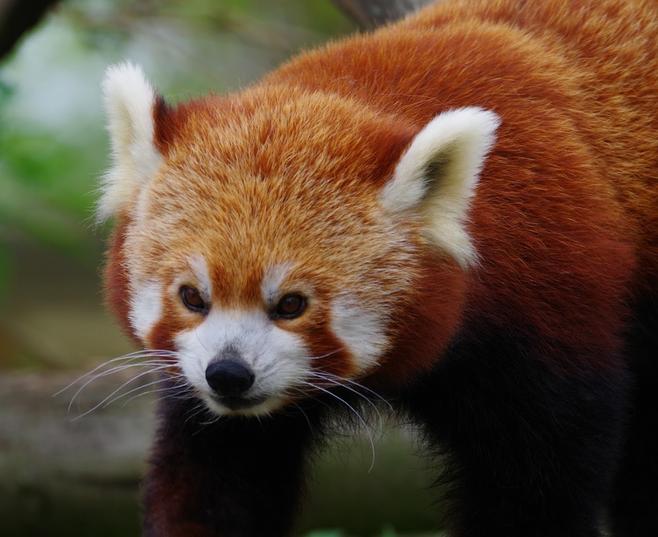 Wingham Wildlife Park