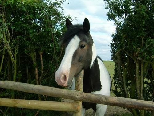 Witcham Equestrian Centre