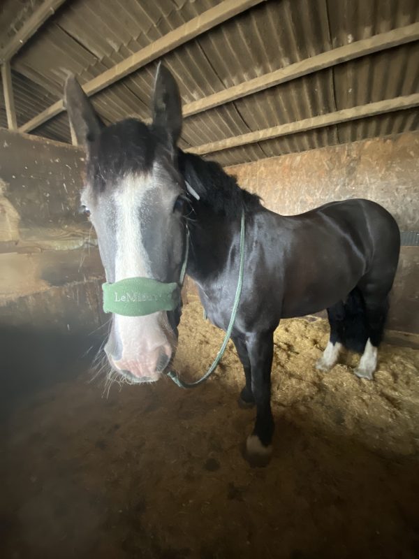 Witham Villa Riding Centre